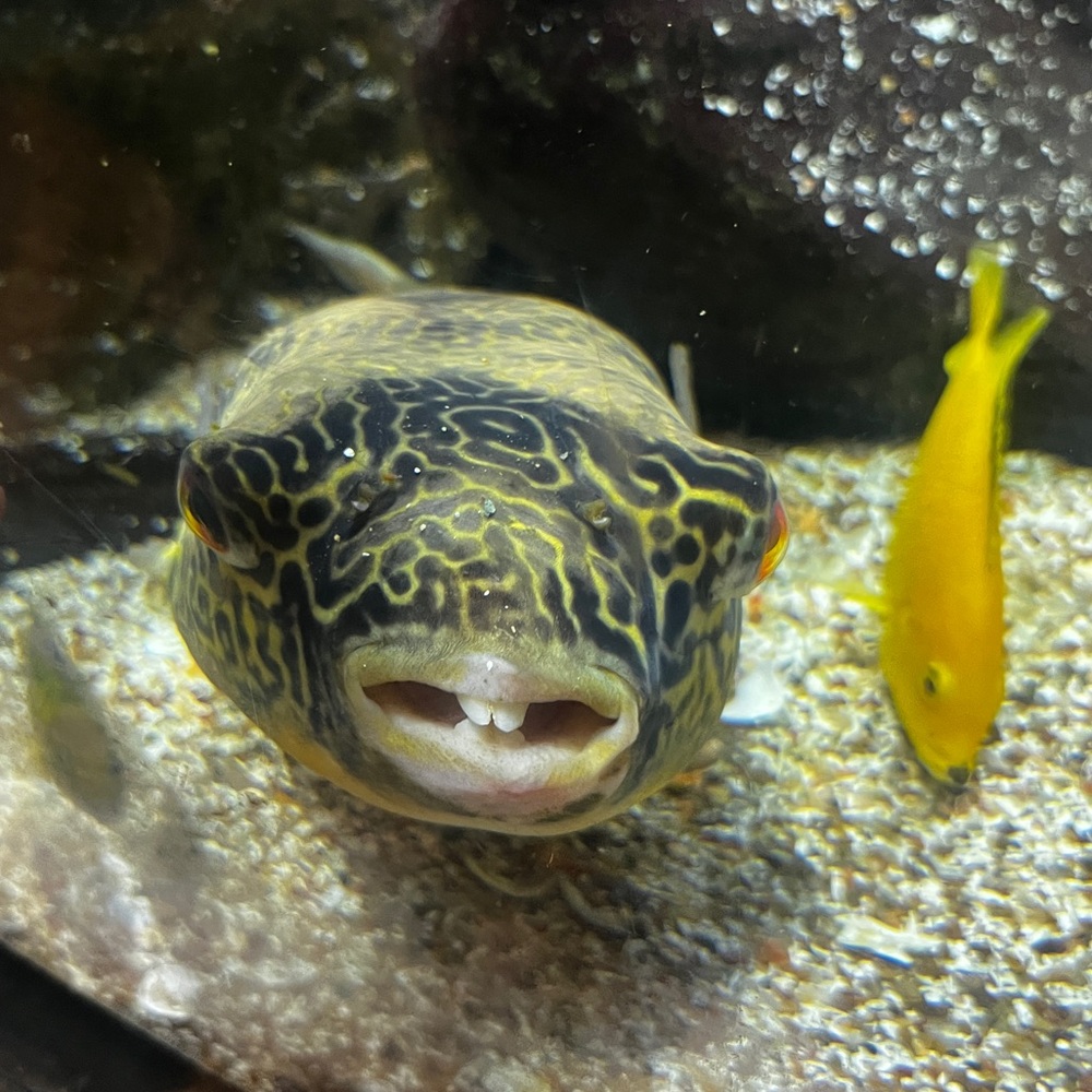 Meet your Posher, Aisha